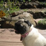 Leia soaking up the CA sun