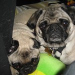 Jabba and Leia in the Car